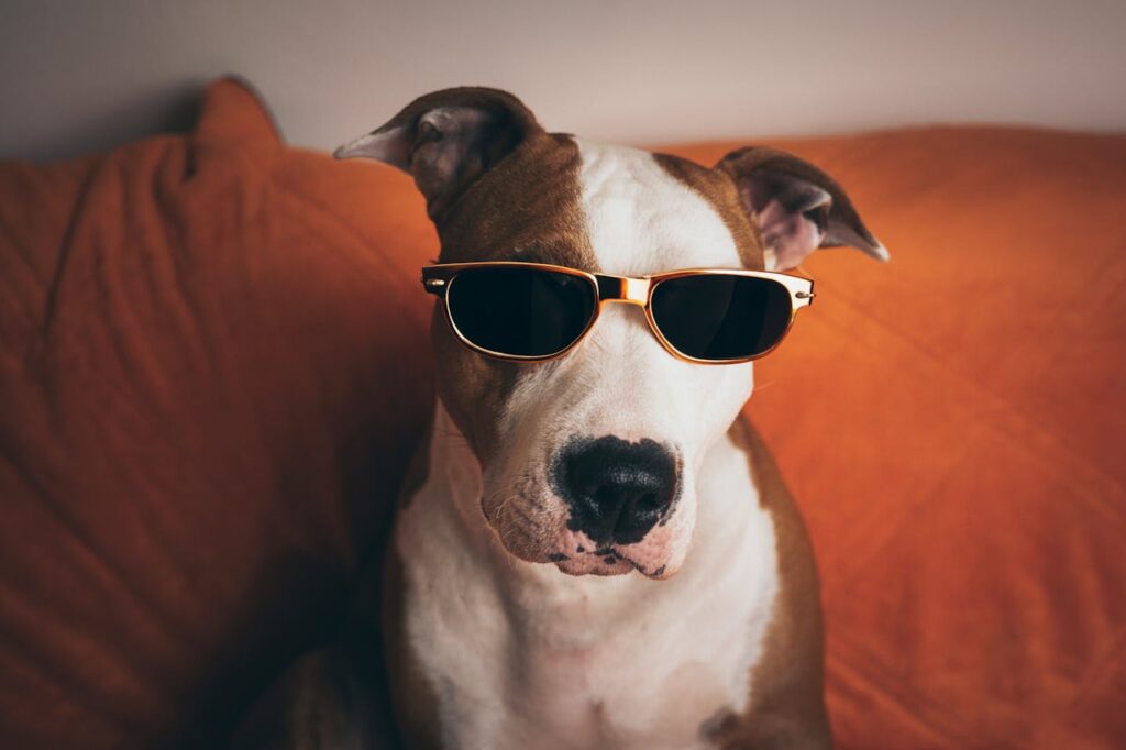 A stylish dog wearing sunglasses poses humorously on an orange couch indoors.